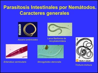 Parasitosis Intestinales por Nemátodos.
Caracteres generales
Ascaris lumbricoides
Enterobius vermicularis
Trichuris trichiura
Strongyloides stercoralis
Larva filariforme de
Ancylostomídeos
 
