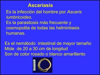 Ascariasis
Es la infección del hombre por Ascaris
lumbricoides.
Es la parasitosis más frecuente y
cosmopolita de todas las helmintiasis
humanas.
Es el nemátodo intestinal de mayor tamaño
Mide de 20 a 30 cm de longitud
Son de color rosado o blanco amarillento
 
