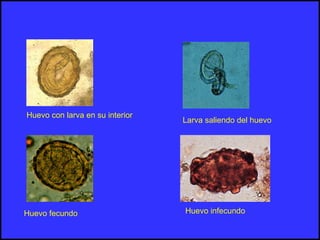 Huevo infecundo
Huevo fecundo
Huevo con larva en su interior
Larva saliendo del huevo
 