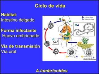 Ciclo de vida
A.lumbricoides
Habitat:
Intestino delgado
Forma infectante
Huevo embrionado
Vía de transmisión
Vía oral
 