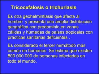 Tricocefalosis o trichuriasis
Es otra geohelmintiasis que afecta al
hombre y presenta una amplia distribución
geográfica con predominio en zonas
cálidas y húmedas de países tropicales con
prácticas sanitarias deficientes .
Es considerado el tercer nemátodo más
común en humanos Se estima que existen
800 000 000 de personas infectadas en
todo el mundo.
 