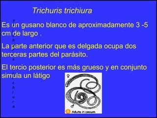 Es un gusano blanco de aproximadamente 3 -5
cm de largo .
La parte anterior que es delgada ocupa dos
terceras partes del parásito.
El tercio posterior es más grueso y en conjunto
simula un látigo
T
r
i
c
h
u
r
i
s
t
r
i
c
h
i
u
r
a
Trichuris trichiura
 