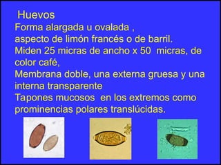 Huevos
Forma alargada u ovalada ,
aspecto de limón francés o de barril.
Miden 25 micras de ancho x 50 micras, de
color café,
Membrana doble, una externa gruesa y una
interna transparente
Tapones mucosos en los extremos como
prominencias polares translúcidas.
 