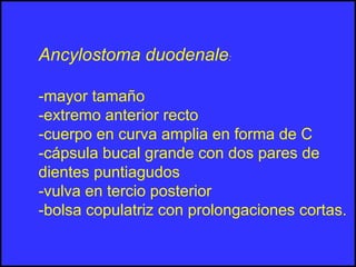 Ancylostoma duodenale:
-mayor tamaño
-extremo anterior recto
-cuerpo en curva amplia en forma de C
-cápsula bucal grande con dos pares de
dientes puntiagudos
-vulva en tercio posterior
-bolsa copulatriz con prolongaciones cortas.
 