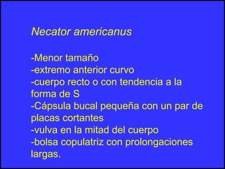 Necator americanus
-Menor tamaño
-extremo anterior curvo
-cuerpo recto o con tendencia a la
forma de S
-Cápsula bucal pequeña con un par de
placas cortantes
-vulva en la mitad del cuerpo
-bolsa copulatriz con prolongaciones
largas.
 