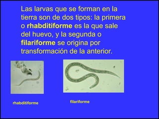 Las larvas que se forman en la
tierra son de dos tipos: la primera
o rhabditiforme es la que sale
del huevo, y la segunda o
filariforme se origina por
transformación de la anterior.
rhabditiforme filariforme
 