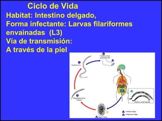 Habitat: Intestino delgado,
Forma infectante: Larvas filariformes
envainadas (L3)
Vía de transmisión:
A través de la piel
Ciclo de Vida
 