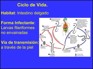 Habitat: Intestino delgado
Forma Infectante:
Larvas filariformes
no envainadas
Vía de transmisión:
a través de la piel
Ciclo de Vida.
 