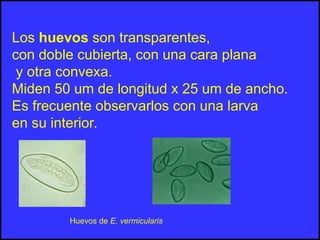 Los huevos son transparentes,
con doble cubierta, con una cara plana
y otra convexa.
Miden 50 um de longitud x 25 um de ancho.
Es frecuente observarlos con una larva
en su interior.
Huevos de E. vermicularis
 
