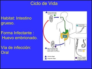 Habitat: Intestino
grueso.
Forma Infectante :
Huevo embrionado.
Vía de infección:
Oral
Ciclo de Vida
 