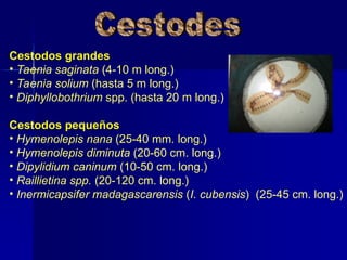 Cestodos grandes
• Taenia saginata (4-10 m long.)
• Taenia solium (hasta 5 m long.)
• Diphyllobothrium spp. (hasta 20 m long.)
Cestodos pequeños
• Hymenolepis nana (25-40 mm. long.)
• Hymenolepis diminuta (20-60 cm. long.)
• Dipylidium caninum (10-50 cm. long.)
• Raillietina spp. (20-120 cm. long.)
• Inermicapsifer madagascarensis (I. cubensis) (25-45 cm. long.)
 