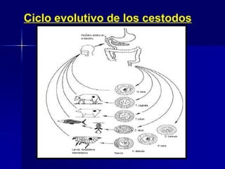 Ciclo evolutivo de los cestodos
 