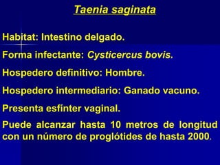 Taenia saginata
Habitat: Intestino delgado.
Forma infectante: Cysticercus bovis.
Hospedero definitivo: Hombre.
Hospedero intermediario: Ganado vacuno.
Presenta esfínter vaginal.
Puede alcanzar hasta 10 metros de longitud
con un número de proglótides de hasta 2000.
 