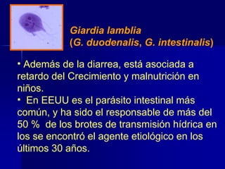 Giardia lamblia
(G. duodenalis, G. intestinalis)
• Además de la diarrea, está asociada a
retardo del Crecimiento y malnutrición en
niños.
• En EEUU es el parásito intestinal más
común, y ha sido el responsable de más del
50 % de los brotes de transmisión hídrica en
los se encontró el agente etiológico en los
últimos 30 años.
 