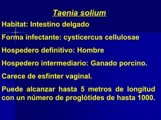 Taenia solium
Habitat: Intestino delgado
Forma infectante: cysticercus cellulosae
Hospedero definitivo: Hombre
Hospedero intermediario: Ganado porcino.
Carece de esfínter vaginal.
Puede alcanzar hasta 5 metros de longitud
con un número de proglótides de hasta 1000.
 