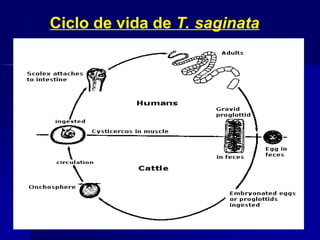 Ciclo de vida de T. saginata
 