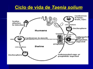 Ciclo de vida de Taenia solium
 
