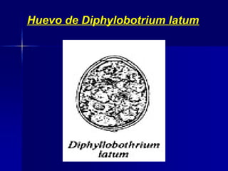 Huevo de Diphylobotrium latum
 