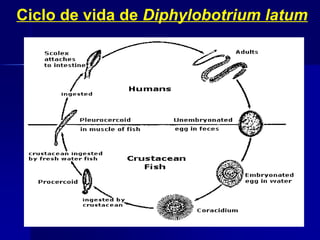 Ciclo de vida de Diphylobotrium latum
 