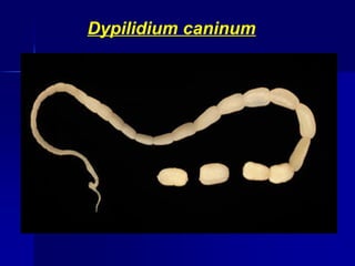 Dypilidium caninum
 