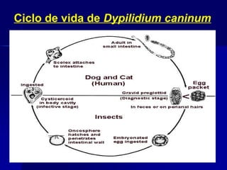 Ciclo de vida de Dypilidium caninum
 