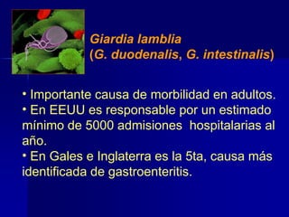 Giardia lamblia
(G. duodenalis, G. intestinalis)
• Importante causa de morbilidad en adultos.
• En EEUU es responsable por un estimado
mínimo de 5000 admisiones hospitalarias al
año.
• En Gales e Inglaterra es la 5ta, causa más
identificada de gastroenteritis.
 