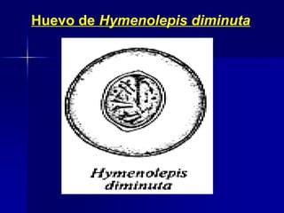 Huevo de Hymenolepis diminuta
 