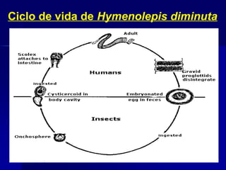 Ciclo de vida de Hymenolepis diminuta
 
