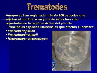 Aunque se han registrado más de 200 especies que
afectan al hombre la mayoría de éstas han sido
reportadas en la región asiática del planeta.
Principales especies intestinales que afectan al hombre:
• Fasciola hepatica
• Fasciolopsis buskii
• Heterophyes heterophyes
 