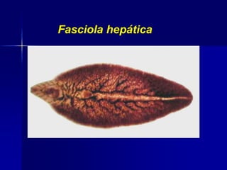Fasciola hepática
 