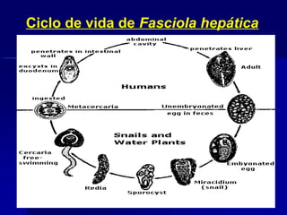 Ciclo de vida de Fasciola hepática
 