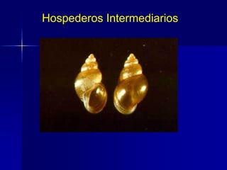Hospederos Intermediarios
 