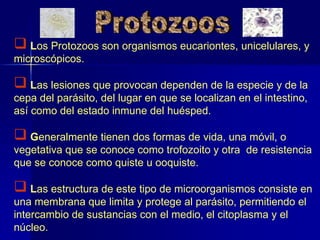  Los Protozoos son organismos eucariontes, unicelulares, y
microscópicos.
 Las lesiones que provocan dependen de la especie y de la
cepa del parásito, del lugar en que se localizan en el intestino,
así como del estado inmune del huésped.
 Generalmente tienen dos formas de vida, una móvil, o
vegetativa que se conoce como trofozoito y otra de resistencia
que se conoce como quiste u ooquiste.
 Las estructura de este tipo de microorganismos consiste en
una membrana que limita y protege al parásito, permitiendo el
intercambio de sustancias con el medio, el citoplasma y el
núcleo.
 