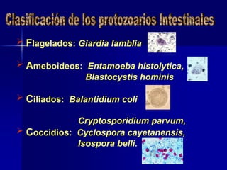  Flagelados: Giardia lamblia
 Ameboideos: Entamoeba histolytica,
Blastocystis hominis
 Ciliados: Balantidium coli
Cryptosporidium parvum,
 Coccidios: Cyclospora cayetanensis,
Isospora belli.
 