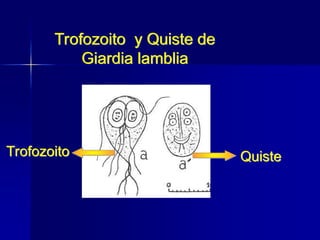 Trofozoito y Quiste de
Giardia lamblia
Trofozoito Quiste
 