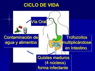 CICLO DE VIDA
Quistes maduros
(4 núcleos)
forma infectante
Trofozoítos
multiplicándose
en Intestino.
Contaminación de
agua y alimentos
Vía Oral
 