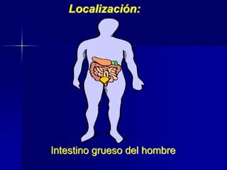 Intestino grueso del hombre
Localización:
 