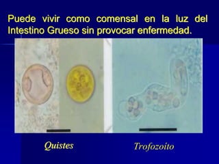 Puede vivir como comensal en la luz del
Intestino Grueso sin provocar enfermedad.
Quistes Trofozoíto
 