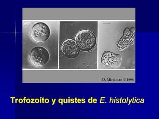 Trofozoíto y quistes de E. histolytica
 