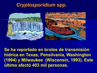 Cryptosporidium spp.
Se ha reportado en brotes de transmisión
hídrica en Texas, Pensilvania, Washington
(1994) y Milwaukee (Wisconsin, 1993). Este
último afectó 403 mil personas.
 