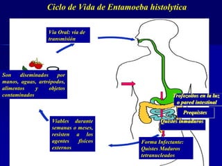 Ciclo de Vida de Entamoeba histolytica
Forma Infectante:
Quistes Maduros
tetranucleados
Viables durante
semanas o meses,
resisten a los
agentes físicos
externos
Son diseminados por
manos, aguas, artrópodos,
alimentos y objetos
contaminados
Vía Oral: vía de
transmisión
Trofozoítos en la luz
o pared intestinal
Prequistes
Quistes inmaduros
 