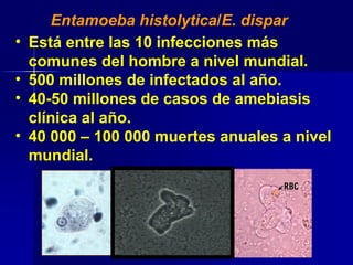 Entamoeba histolytica/E. dispar
• Está entre las 10 infecciones más
comunes del hombre a nivel mundial.
• 500 millones de infectados al año.
• 40-50 millones de casos de amebiasis
clínica al año.
• 40 000 – 100 000 muertes anuales a nivel
mundial.
 