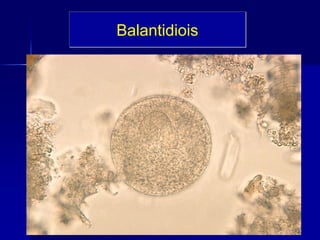 Balantidiois
 