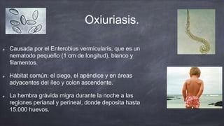 Oxiuriasis.
Causada por el Enterobius vermicularis, que es un
nematodo pequeño (1 cm de longitud), blanco y
filamentos.
Hábitat común: el ciego, el apéndice y en áreas
adyacentes del íleo y colon ascendente.
La hembra grávida migra durante la noche a las
regiones perianal y perineal, donde deposita hasta
15.000 huevos.
 