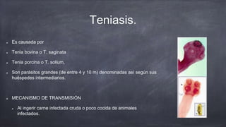 Teniasis.
Es causada por
Tenia bovina o T. saginata
Tenia porcina o T. solium,
Son parásitos grandes (de entre 4 y 10 m) denominadas así según sus
huéspedes intermediarios.
MECANISMO DE TRANSMISIÓN
Al ingerir carne infectada cruda o poco cocida de animales
infectados.
 
