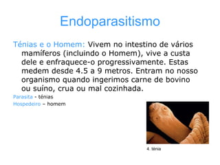 Endoparasitismo Ténias e o Homem:  Vivem no intestino de vários mamíferos (incluindo o Homem), vive a custa dele e enfraquece-o progressivamente. Estas medem desde 4.5 a 9 metros. Entram no nosso organismo quando ingerimos carne de bovino ou suíno, crua ou mal cozinhada. Parasita  - ténias Hospedeiro  – homem 4. ténia 
