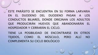 ESTE PARÁSITO SE ENCUENTRA EN SU FORMA LARVARIA
EN EL DUODENO DEL DUODENO PASAN A LOS
CONDUCTOS BILIARES, DONDE ORIGINAN LOS ADULTOS
QUE PRODUCIRÁN HUEVOS QUE ABANDONARÁN EL
HOSPEDADOR Y CERRARÁN EL CICLO.
TIENE LA POSIBILIDAD DE ENCONTRARSE EN OTROS
TEJIDOS, COMO EL MÚSCULO, PERO ALLÍ NO
COMPLEMENTA SU CICLO BIOLÓGICO
 