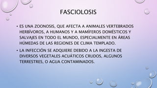 FASCIOLOSIS
• ES UNA ZOONOSIS, QUE AFECTA A ANIMALES VERTEBRADOS
HERBÍVOROS, A HUMANOS Y A MAMÍFEROS DOMÉSTICOS Y
SALVAJES EN TODO EL MUNDO, ESPECIALMENTE EN ÁREAS
HÚMEDAS DE LAS REGIONES DE CLIMA TEMPLADO.
• LA INFECCIÓN SE ADQUIERE DEBIDO A LA INGESTA DE
DIVERSOS VEGETALES ACUÁTICOS CRUDOS, ALGUNOS
TERRESTRES, O AGUA CONTAMINADOS.
 