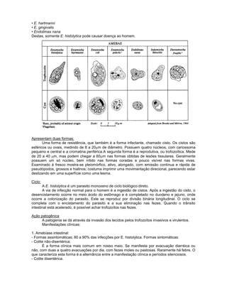 • E. hartmanni
• E. gingivalis
• Endolimax nana
Destas, somente E. histolytica pode causar doença ao homem.
Apresentam duas formas:
Uma forma de resistência, que também é a forma infectante, chamado cisto. Os cistos são
esféricos ou ovais, medindo de 8 a 20 m de diâmetro. Possuem quatro núcleos, com cariossoma
pequeno e central e a cromatina periférica.A segunda forma é a reprodutiva, ou trofozoítica. Mede
de 20 a 40 m, mas podem chegar a 60 m nas formas obtidas de lesões tissulares. Geralmente
possuem um só núcleo, bem nítido nas formas coradas e pouco visível nas formas vivas.
Examinado á fresco mostra-se pleiomórfico, ativo, alongado, com emissão contínua e rápida de
pseudópodos, grossos e hialinos; costuma imprimir uma movimentação direcional, parecendo estar
deslizando em uma superfície como uma lesma.
Ciclo:
A E. histolytica é um parasito monoxeno de ciclo biológico direto.
A via de infecção normal para o homem é a ingestão de cistos. Após a ingestão do cisto, o
desencistamento ocorre no meio ácido do estômago e é completado no duodeno e jejuno, onde
ocorre a colonização do parasito. Este se reproduz por divisão binária longitudinal. O ciclo se
completa com o encistamento do parasito e a sua eliminação nas fezes. Quando o trânsito
intestinal está acelerado, é possível achar trofozoítos nas fezes.
Ação patogênica
A patogenia se dá através da invasão dos tecidos pelos trofozoítos invasivos e virulentos.
Manifestações clínicas:
1. Amebíase intestinal:
- Formas assintomáticas; 80 a 90% das infecções por E. histolytica. Formas sintomáticas:
- Colite não-disentérica:
É a forma clínica mais comum em nosso meio. Se manifesta por evacuação diarréica ou
não, com duas a quatro evacuações por dia, com fezes moles ou pastosas. Raramente há febre. O
que caracteriza esta forma é a alternância entre a manifestação clínica e períodos silenciosos.
- Colite disentérica.
 