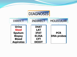 DIAGNOSIS
DIRECT INDIRECT MOLECULAR
Urine
Stool
Sputum
Biopsy
Blood
Aspirates
PCR
DNA probes
IHAT
LAT
IFAT
ELISA
CFT
DEIDT
 